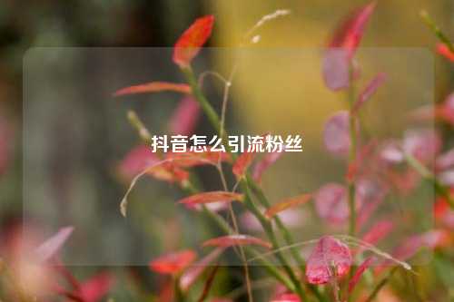 抖音怎么引流粉丝