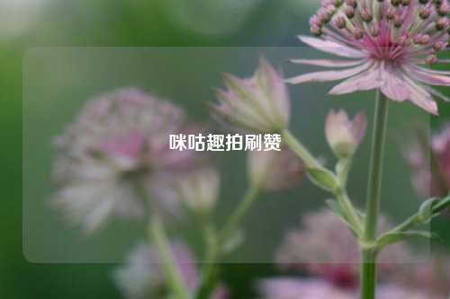 咪咕趣拍刷赞